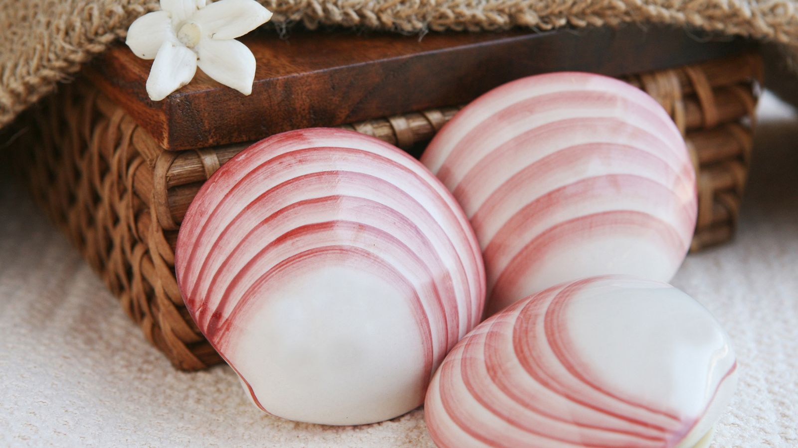 Lava Shells Package