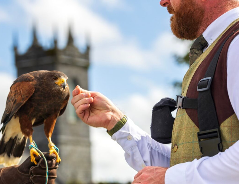 Falconry www.plmoknijbuhv.info